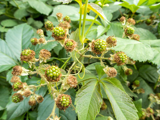 bunch of unripe blackberries on dewberry