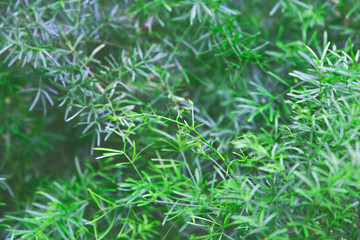 Green leaves pattern background, Natural background