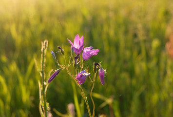 Blooming wild bluebell flowers in a meadow