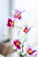 Fototapeta na wymiar Beautiful cambria orchid on a bright window.