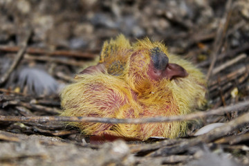 Hatching chicken