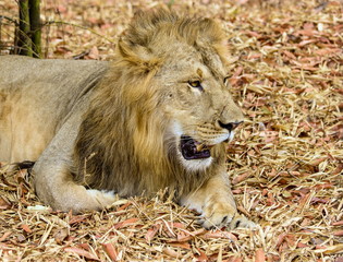 Asiatic Lion, now an edangered species shot in incredible India.