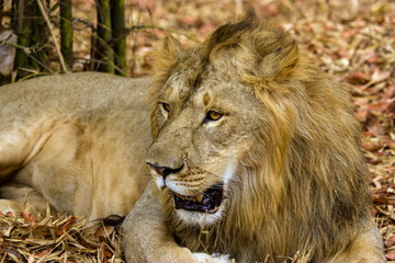 Asiatic Lion, now an edangered species shot in incredible India.