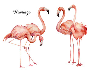 Watercolor four pink flamingo group set. Hand painted bright exotic birds isolated on white background. Wild life illustration for design, print, fabric or background.
