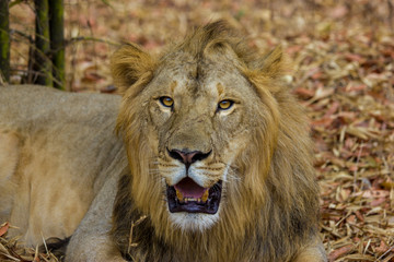 Asiatic Lion, now an edangered species shot in incredible India.