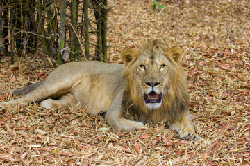 Asiatic Lion, now an edangered species shot in incredible India.
