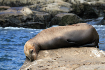 California Sea Lion (Zalophus Californianus) Lying on a Rock, La Holla, California, United States