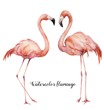 Watercolor two flirting flamingos set. Hand painted bright exotic birds isolated on white background. Wild life illustration for design, print, fabric or background.