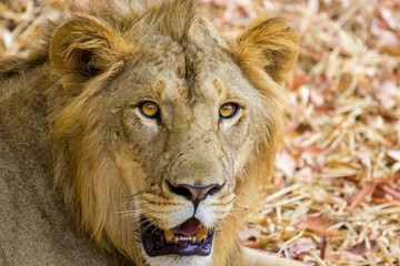 Asiatic Lion, now an edangered species shot in incredible India.