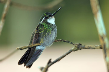 White-throated Mountain-gem (Lampornis castaneoventris) on a Branch. Boquete, Panama