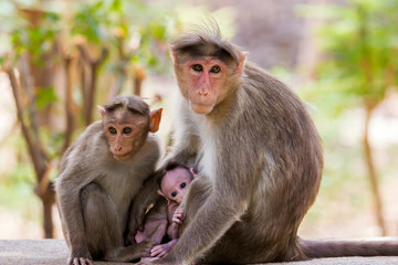 Bonnet macaque family near Bangalore India.