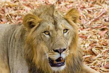 Asiatic Lion, now an edangered species shot in incredible India.
