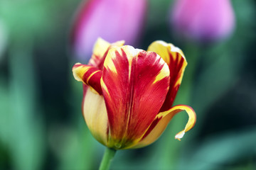 Fototapeta na wymiar red yellow tulip