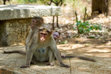 Bonnet Macaques taken around the city of Bangalore India.