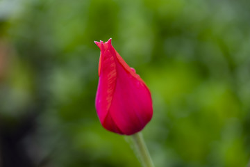 beautiful red tulip
