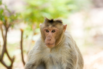 Bonnet macaque, Bangalore India.