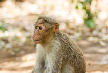 Bonnet macaque, Bangalore India.