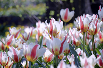 tulips