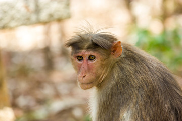Bonnet Macaques taken around the city of Bangalore India.