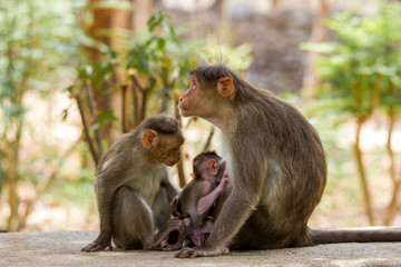 Bonnet macaque family near Bangalore India.