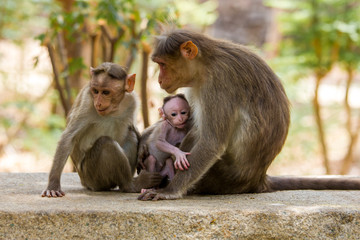 Bonnet Macaques taken around the city of Bangalore India.