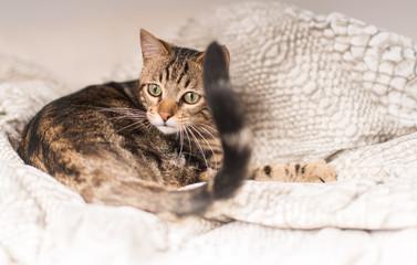 Beautiful domestic cat at home