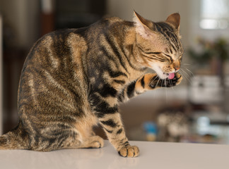 Beautiful feline cat licking himself at home. Domestic animal