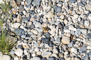background of stones with a little butterfly