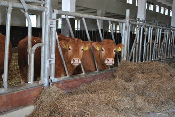 Krowy w oborze © bnorbert3