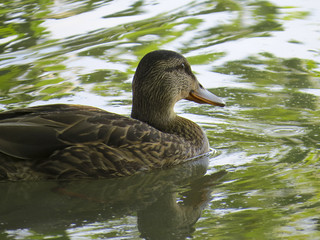 Wild duck on the pond