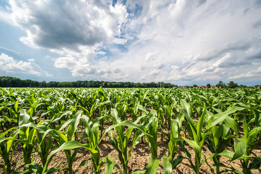Corn field in a sun