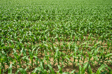 Fototapeta na wymiar Corn field in a sun