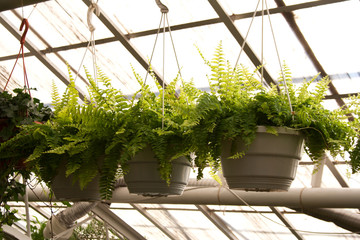 Nephrolepis ferns in hanging pots under greenhouse window