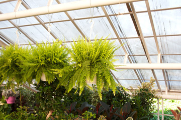 Nephrolepis potted fern hanging above various greenhouse shrubs