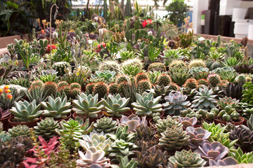Various succulent plants and cacti in a greenhouse