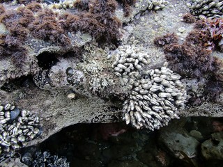 Goose or gooseneck barnacles (order Pedunculata) at Botanical Beach in low tide, Vancouver Island, British Columbia, Canada