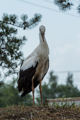 Stork standing in nest