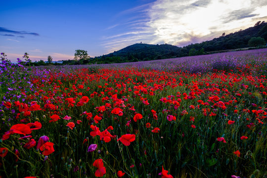 Champ de coquelicots et de grande mauve en Provence, France. Le Mont d'Or en arri&egrave;re plan.