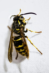 Yellow Jacket - Wasp - Vespidae