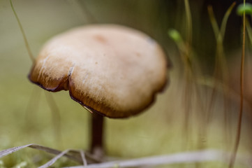Closeup of mushroom cap, shallow depth of field, early spring, surrounded by plant shoots