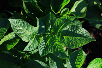leaves of the sprouted potatoes