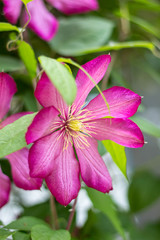 gorgeous bush clematis with large bright pink flowers