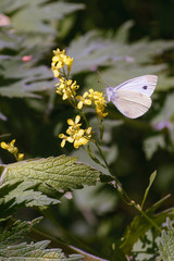 White butterfly drinks nectar from a flower