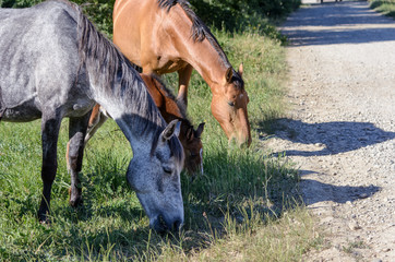 Family of horses eating grass in a meadow