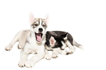 Naklejka na ściany i meble Two cute little husky puppies isolated on white background