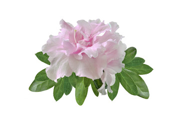 Delicate light pink Azalea flowers (Rhododendron) with leaves close up, isolated on white