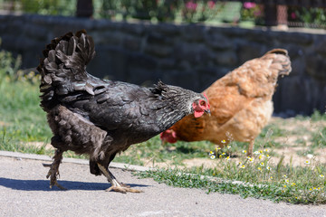 Black and orange chicken are pecking grass