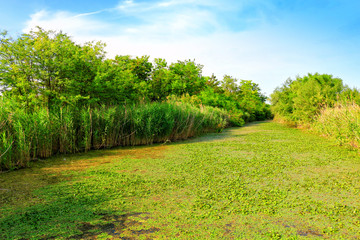 Fototapeta na wymiar ponds and reed,landscape