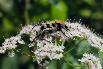 Gebänderter Pinselkäfer - Stockfoto