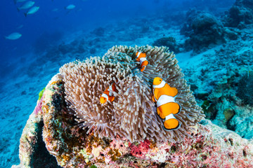 Naklejka na ściany i meble Family of Clownfish in their home on a tropical coral reef